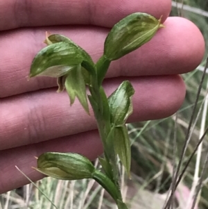 Bunochilus umbrinus at suppressed - 12 Sep 2021