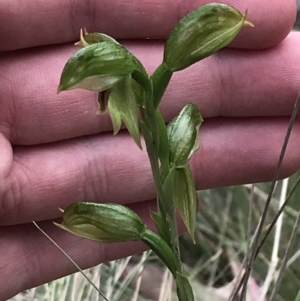 Bunochilus umbrinus at suppressed - 12 Sep 2021