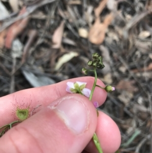 Drosera auriculata at Downer, ACT - 12 Sep 2021