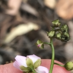 Drosera auriculata at Downer, ACT - 12 Sep 2021