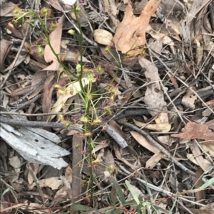 Drosera auriculata at Downer, ACT - 12 Sep 2021 11:51 AM