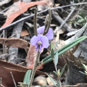 Hovea heterophylla at Acton, ACT - 12 Sep 2021 11:49 AM