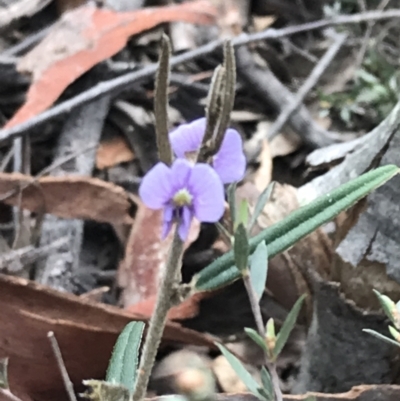 Hovea heterophylla (Common Hovea) at Acton, ACT - 12 Sep 2021 by Tapirlord