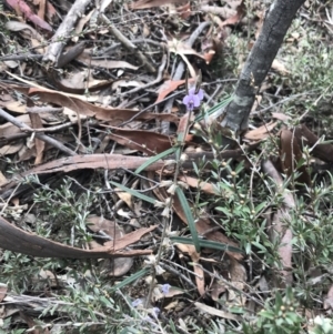 Hovea heterophylla at Acton, ACT - 12 Sep 2021