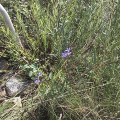 Stypandra glauca at Acton, ACT - 12 Sep 2021