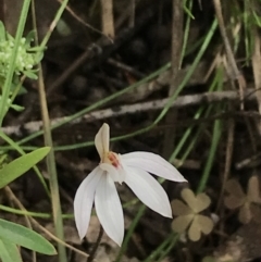 Caladenia fuscata (Dusky Fingers) at Acton, ACT - 12 Sep 2021 by Tapirlord