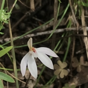 Caladenia fuscata at Acton, ACT - 12 Sep 2021