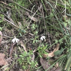 Caladenia fuscata at Acton, ACT - suppressed