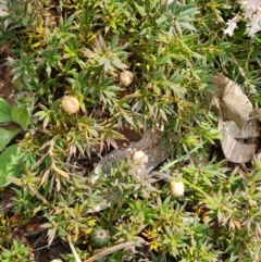 Astroloma humifusum (Cranberry Heath) at O'Malley, ACT - 16 Sep 2021 by Mike