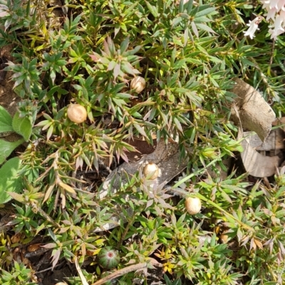 Astroloma humifusum (Cranberry Heath) at O'Malley, ACT - 16 Sep 2021 by Mike