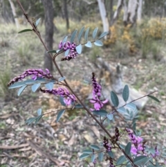 Indigofera australis subsp. australis (Australian Indigo) at Carwoola, NSW - 16 Sep 2021 by cherylhodges