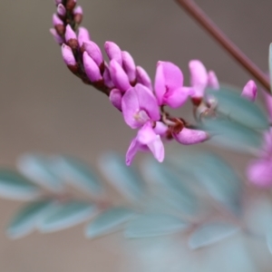 Indigofera australis subsp. australis at Carwoola, NSW - 16 Sep 2021 12:38 PM