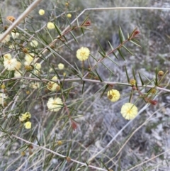 Acacia ulicifolia (Prickly Moses) at Carwoola, NSW - 16 Sep 2021 by cherylhodges