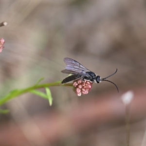 Tiphiidae (family) at Carwoola, NSW - 16 Sep 2021 12:42 PM