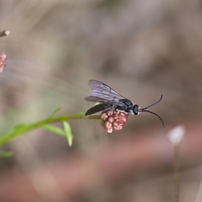Tiphiidae (family) (Unidentified Smooth flower wasp) at Carwoola, NSW - 16 Sep 2021 by cherylhodges