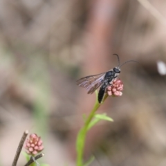 Tiphiidae (family) at Carwoola, NSW - 16 Sep 2021