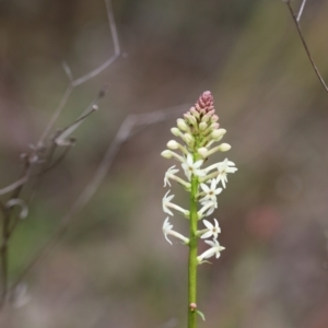 Stackhousia monogyna at Carwoola, NSW - 16 Sep 2021