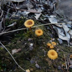 Lichenomphalia chromacea at Queanbeyan West, NSW - 13 Sep 2021