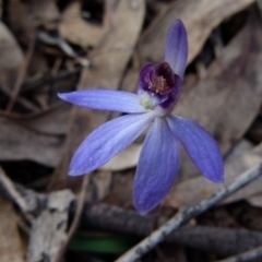 Cyanicula caerulea (Blue Fingers, Blue Fairies) at Queanbeyan West, NSW - 13 Sep 2021 by Paul4K