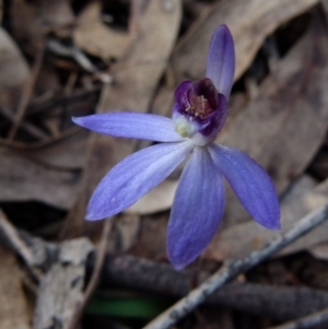 Cyanicula caerulea at Queanbeyan West, NSW - 14 Sep 2021