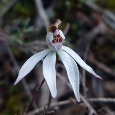 Caladenia fuscata (Dusky Fingers) at Queanbeyan West, NSW - 14 Sep 2021 by Paul4K