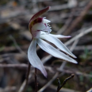 Caladenia fuscata at Queanbeyan West, NSW - suppressed