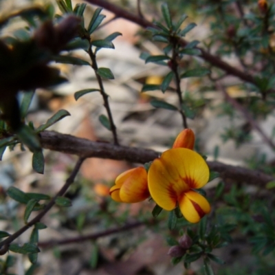 Pultenaea microphylla (Egg and Bacon Pea) at Queanbeyan West, NSW - 14 Sep 2021 by Paul4K