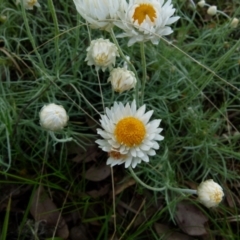 Leucochrysum albicans subsp. tricolor (Hoary Sunray) at Bicentennial Park - 13 Sep 2021 by Paul4K