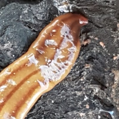 Anzoplana trilineata (A Flatworm) at Holt, ACT - 16 Sep 2021 by trevorpreston