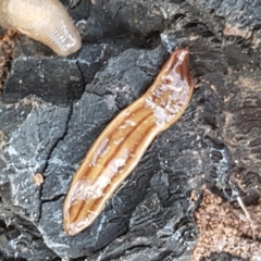 Anzoplana trilineata at Holt, ACT - 16 Sep 2021