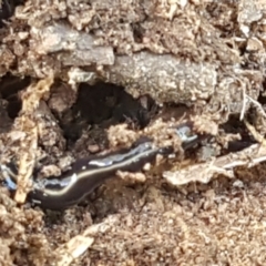 Caenoplana coerulea (Blue Planarian, Blue Garden Flatworm) at Holt, ACT - 16 Sep 2021 by trevorpreston