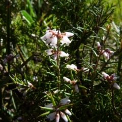 Lissanthe strigosa subsp. subulata (Peach Heath) at Bicentennial Park - 15 Sep 2021 by Paul4K