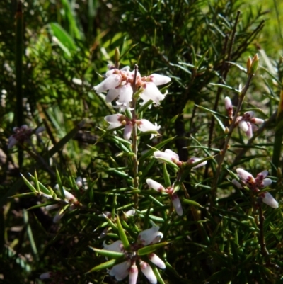Lissanthe strigosa subsp. subulata (Peach Heath) at Queanbeyan West, NSW - 16 Sep 2021 by Paul4K