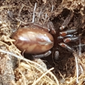 Intruda signata at Strathnairn, ACT - 16 Sep 2021 03:27 PM