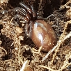 Intruda signata at Strathnairn, ACT - 16 Sep 2021 03:27 PM