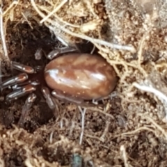 Intruda signata at Strathnairn, ACT - 16 Sep 2021 03:27 PM