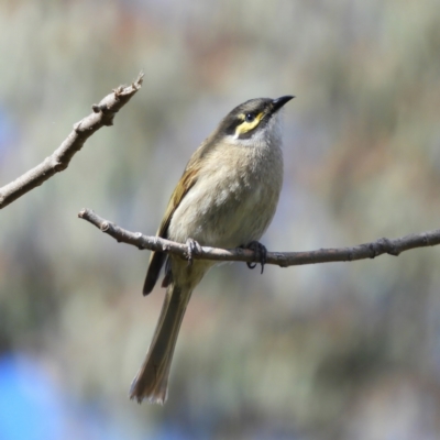 Caligavis chrysops (Yellow-faced Honeyeater) at Kambah, ACT - 16 Sep 2021 by MatthewFrawley