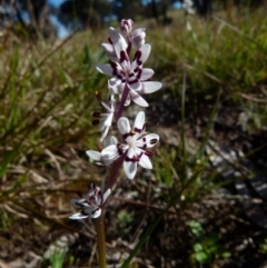 Wurmbea dioica subsp. dioica (Early Nancy) at Bicentennial Park - 15 Sep 2021 by Paul4K