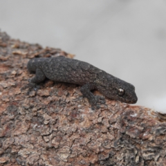 Christinus marmoratus (Southern Marbled Gecko) at Kambah, ACT - 15 Sep 2021 by MatthewFrawley