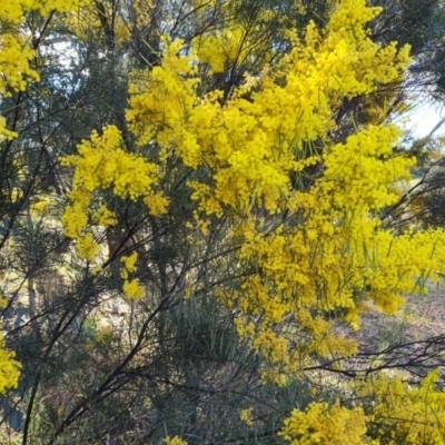Acacia boormanii (Snowy River Wattle) at O'Malley, ACT - 16 Sep 2021 by Mike