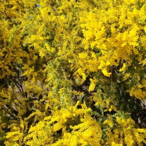 Acacia vestita at Symonston, ACT - 22 Aug 2021 09:33 AM