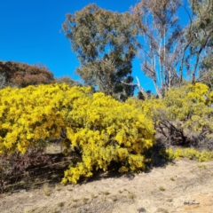 Acacia vestita at Symonston, ACT - 22 Aug 2021 09:33 AM