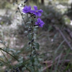 Dampiera purpurea (Purple Dampiera) at Berrima, NSW - 16 Sep 2021 by Boobook38