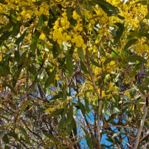 Acacia rubida at Symonston, ACT - 22 Aug 2021 09:36 AM