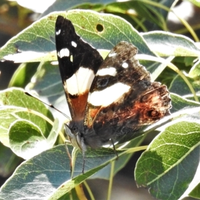 Vanessa itea (Yellow Admiral) at Tuggeranong DC, ACT - 16 Sep 2021 by JohnBundock