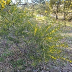 Acacia lanigera var. lanigera (Woolly Wattle, Hairy Wattle) at O'Malley, ACT - 16 Sep 2021 by Mike