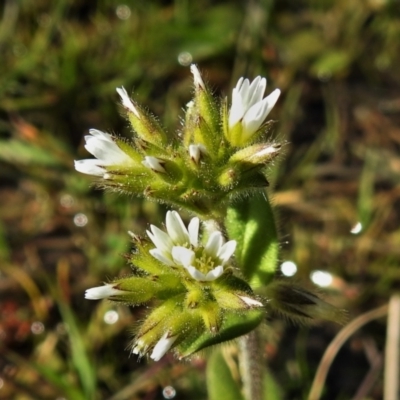 Cerastium glomeratum (Sticky Mouse-ear Chickweed) at Urambi Hills - 16 Sep 2021 by JohnBundock