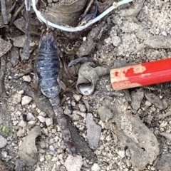 Urodacus manicatus (Black Rock Scorpion) at Tuggeranong DC, ACT - 16 Sep 2021 by RAllen