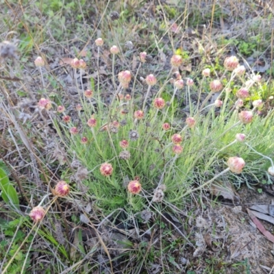 Leucochrysum albicans subsp. tricolor (Hoary Sunray) at O'Malley, ACT - 16 Sep 2021 by Mike