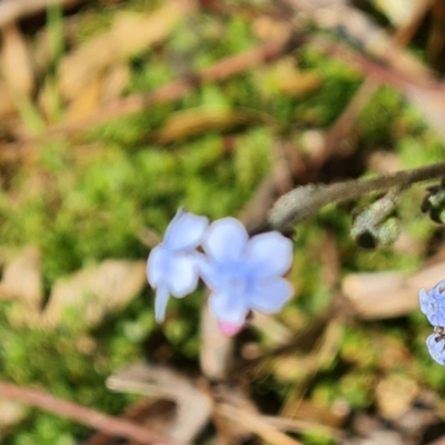 Cynoglossum australe (Australian Forget-me-not) at Symonston, ACT - 16 Sep 2021 by Mike